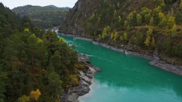 Repülni a Katun folyó felett felülnézetből egy drónról — Stock videók