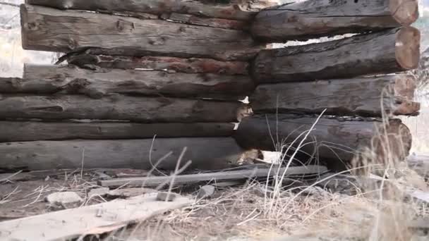 Dolly shot de vieille cabine — Video