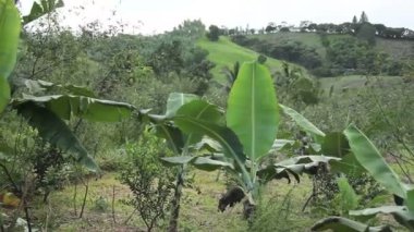 muz geniş yaprakları