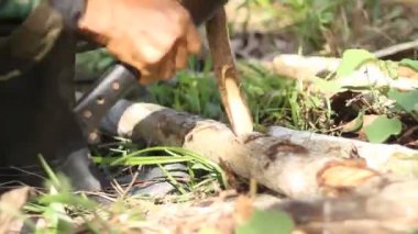 ağaç dalı dışında bahis yapma