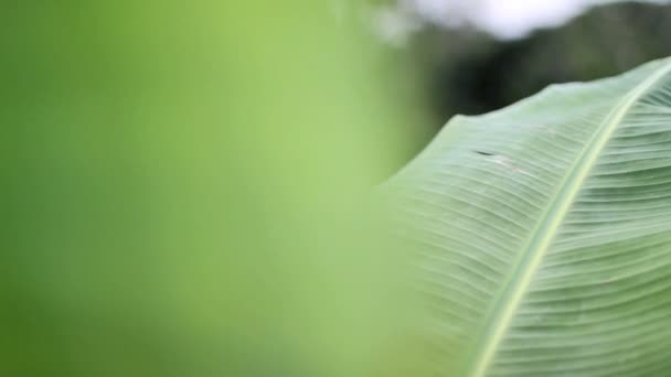 Feuilles de bananes révèlent plan large — Video