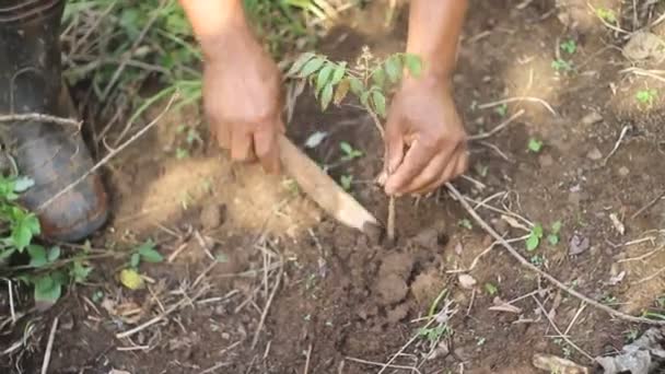 Plantación pequeño árbol apretado tiro — Vídeos de Stock