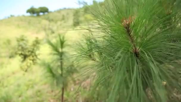 República Dominicana árboles de ladera — Vídeos de Stock