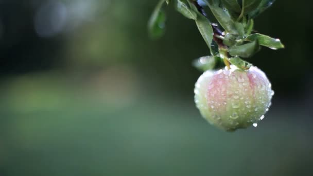 Zavřít záběr jablka na větev v dešti.