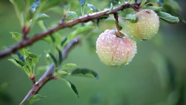 树枝上的苹果的近景 — 图库视频影像