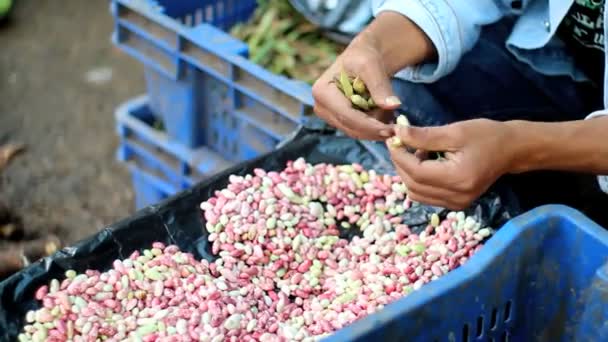 Sorteer bonen in markt. — Stockvideo