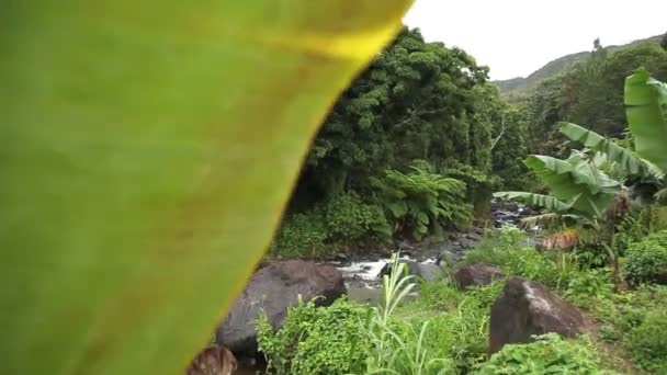 Empurre a folha de banana para o riacho exuberante . — Vídeo de Stock