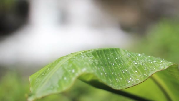 Üppiger Dschungel Strom und Blatt. — Stockvideo