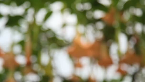 Tight shot de flores en la República Dominicana . — Vídeos de Stock