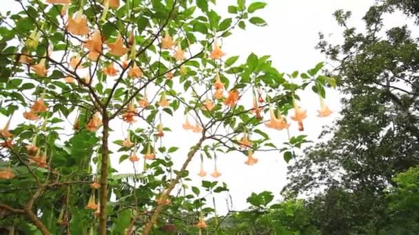 Panning shot di fiori nella Repubblica Dominicana . — Video Stock