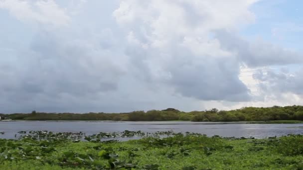 Weitschuss von Boot, das durch sumpfiges Gebiet fährt. — Stockvideo