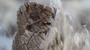 eski bitiş parçası kereste.