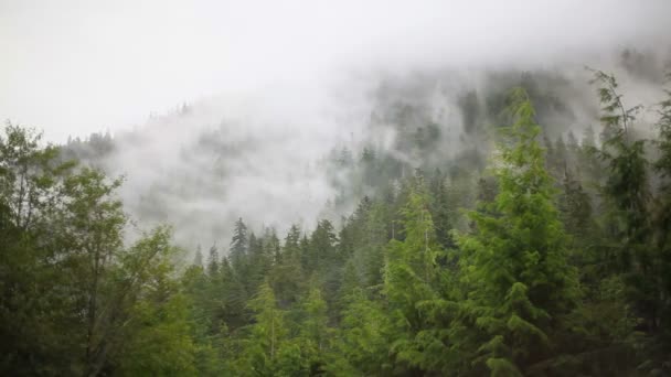 Zeitraffer von Wald und Wolken. — Stockvideo