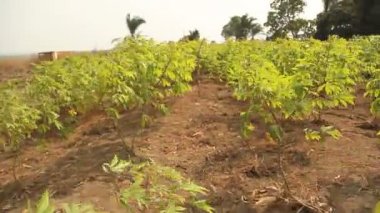 kayma manyok bitkiler ile vurdu.