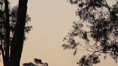 Kongo günbatımı sıkı atış.