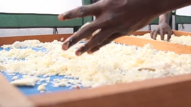 Sorting cassava chips — Stock Video