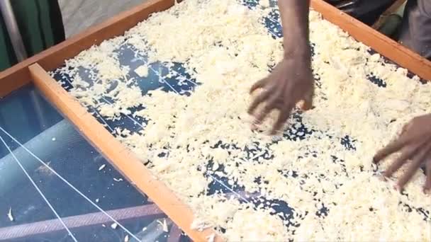 Cassava espalhando com as mãos — Vídeo de Stock