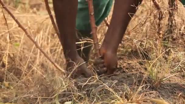 Sortir le manioc du sol .