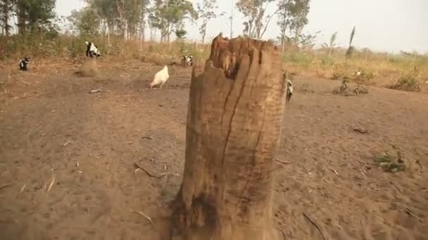 Drifting shot of goats 2. — Stock Video