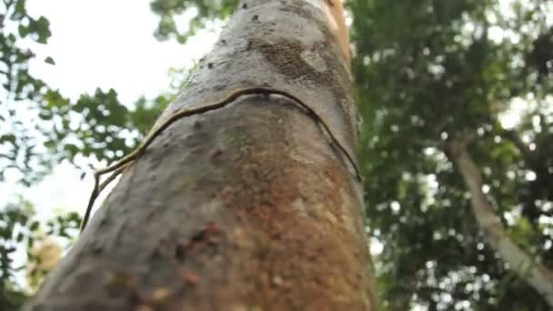 Dzsungel lombkorona csavar. — Stock videók