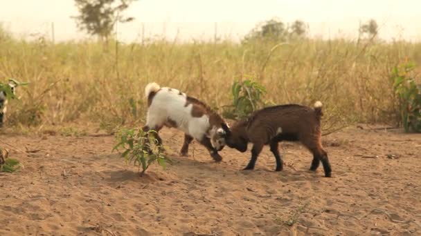 Little goat kids playing around 2 — Stock Video