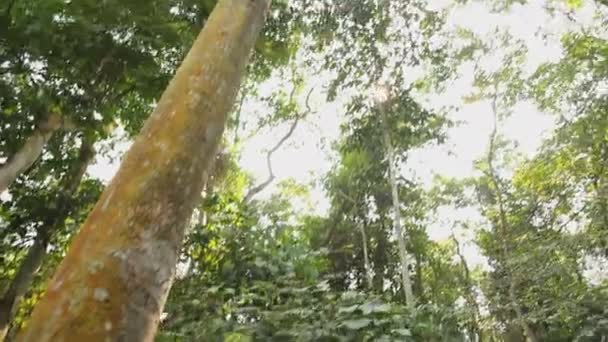Inclinação do dossel da selva . — Vídeo de Stock