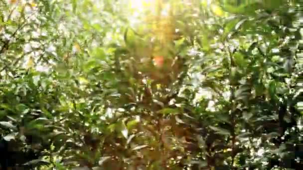 葉と日光のパン. — ストック動画