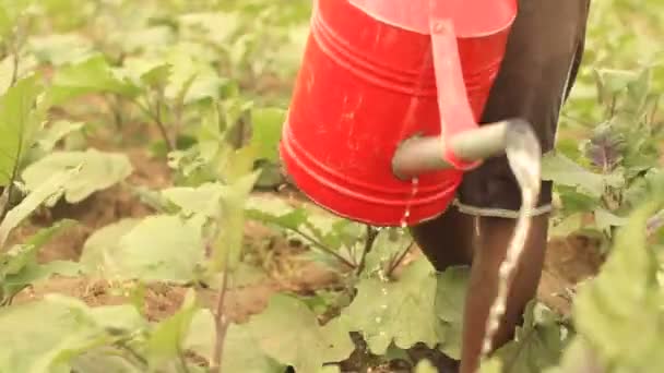 Watering plants tight. — Stock Video