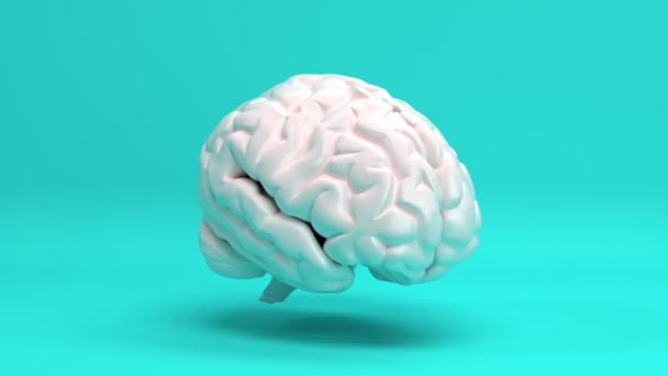 Reales Menschliches Gehirn Internes Großhirnorgan Modell Nahtlose Looping Animierten Hintergrund — Stockvideo