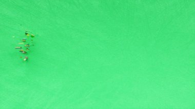 Dünya Vahşi Yaşam Günü yazılı metni, hayvanları ve vahşi hayatı kurtarmak, Dünya 'nın tatil konseptini korumak, ekolojik yeşil dekoratif animasyon yazıları, tebrik kartı hareketinin 3 boyutlu canlandırması.