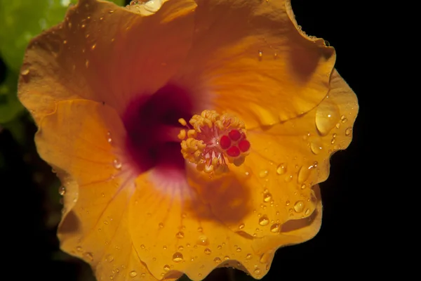 Oranje bloem — Stockfoto