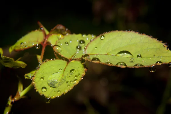  yaprakları ile su damlaları