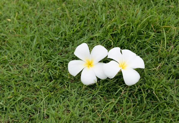 çimenlerin üzerinde çiçek