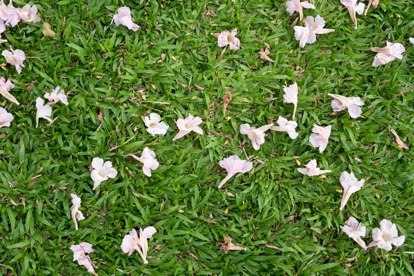 çimenlerin üzerinde çiçek