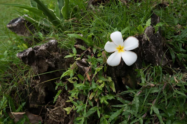on ağacının çiçekleri