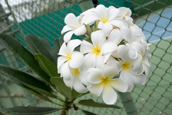 on ağacının çiçekleri