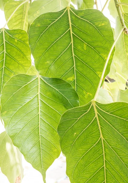 seçici odak ayrılış