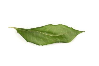 Beyaz arka planda izole edilmiş tek bir kuru neem yaprağı. Üst görünüm.