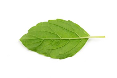 Arka taraf Tulsi ya da kutsal fesleğen yaprağı beyaz arka plan manzarasında izole edilmiş. Tulsi ayurvedic tıpta kullanılır..