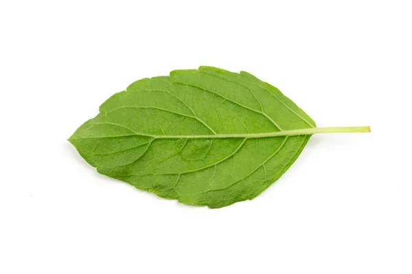 Arka taraf Tulsi ya da kutsal fesleğen yaprağı beyaz arka plan manzarasında izole edilmiş. Tulsi ayurvedic tıpta kullanılır..