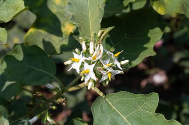 Bezelye çiçeği ya da hindili böğürtlen. Solanum torvum Tayland yemeği pişirmek için malzemedir.. 
