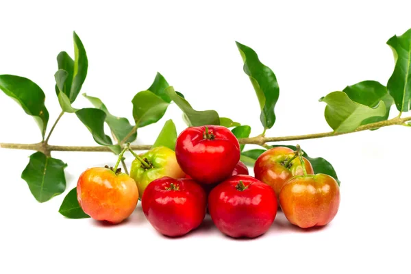 Montón Acerola Cherry Barbados Cherry Con Rama Aislada Sobre Fondo — Foto de Stock