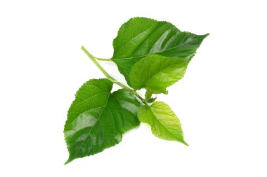 beyaz arkaplanda yaprağı olan dut dalları.