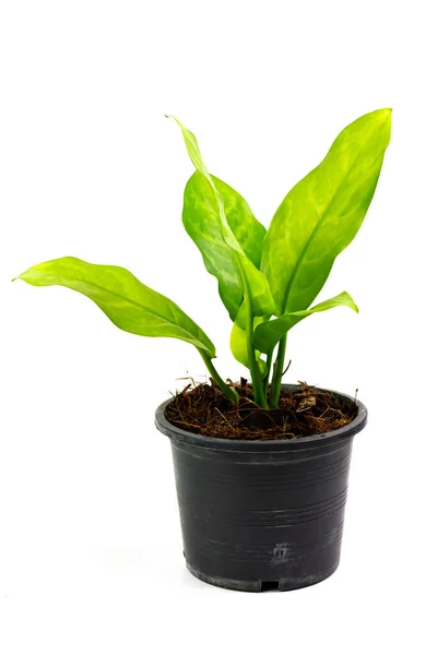 Sierplant Aglaonema Boom Zwarte Kunststof Pot Geïsoleerd Witte Achtergrond — Stockfoto