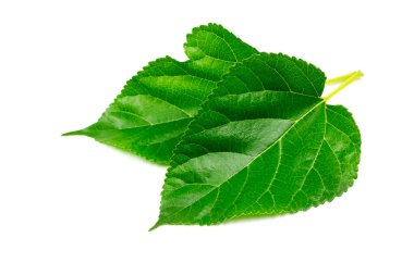 Beyaz arkaplanda izole edilmiş iki dut yaprağı.