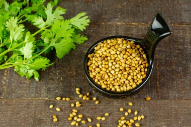 Siyah kasede kişniş tohumları, yeşil yaprak, ahşap arka planda, üst manzara. Kişniş tohumları besin maddeleri ve şifalı bitkilerdir..