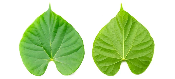 Beyaz Arka Planda Izole Edilmiş Yeşil Tinospora Cordifolia Bitkisi Yaprağı — Stok fotoğraf