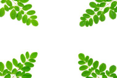 Moringa yaprağı kenarı beyaz arka planda izole edilmiş. Taze yeşil yapraklar çerçevesi. Moringa oleifera hem gıda hem de bitkisel ilaçtır..