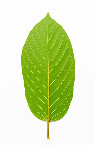 Mitragyna Speciosa Korth Kratom Leaf Isolated White Background — стокове фото