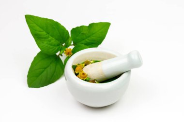 Acmella Oleracea, Paracress or Toothache plant with mortar and pestle isolated on white background.